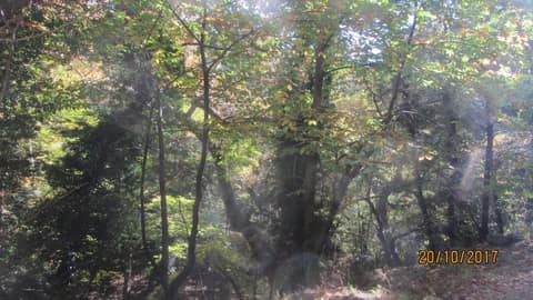 Dereçetı görseli