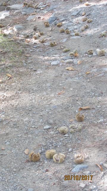 Dereçetı görseli