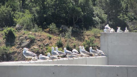 Kozak yaylası görseli
