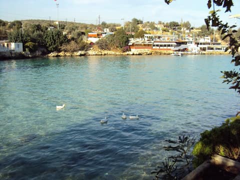 Mersin görseli