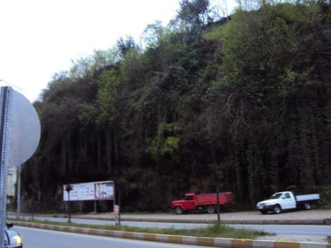 Rize görseli